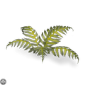 Laser Plants - Bracken Laser Plants Gamers Grass