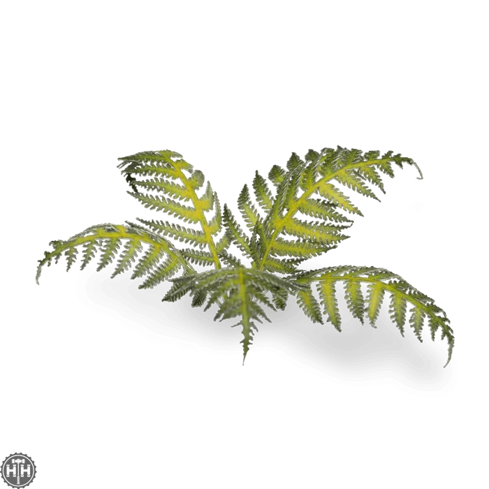 Laser Plants - Bracken Laser Plants Gamers Grass
