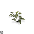 Laser Plants - Lords-and-Ladies Laser Plants Gamers Grass
