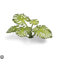 Laser Plants - Monstera Laser Plants Gamers Grass