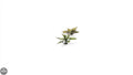 Laser Plants - Plantain Lily Laser Plants Gamers Grass