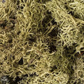 Lichen - Spring Green Basing Woodland Scenics